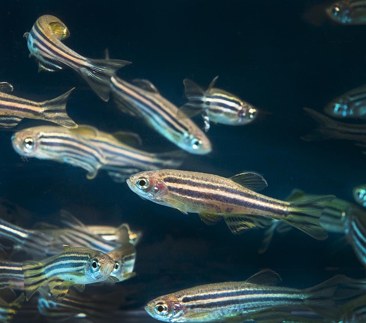 zebrafish are apparently so cool